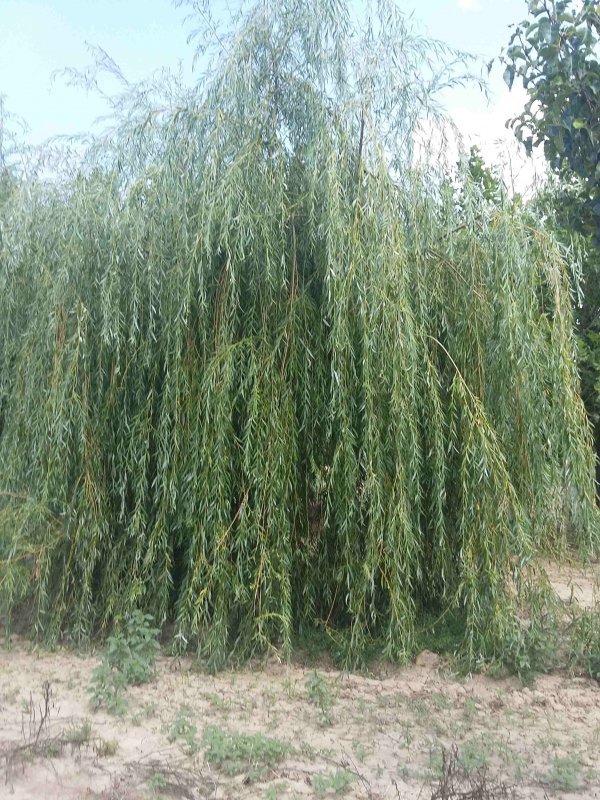 Ива Свердловская плакучая