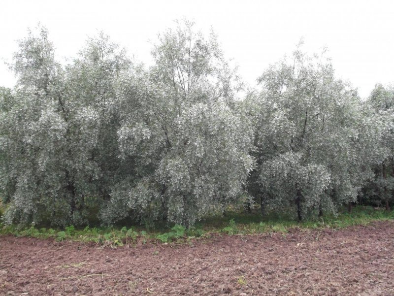 Ива белая серебристая Salix Alba