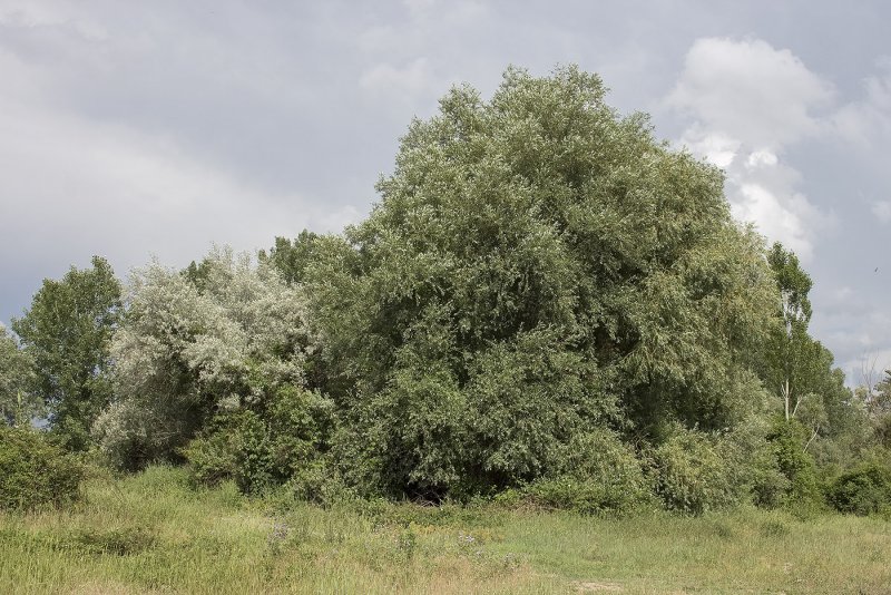 Ива белая Плантариум