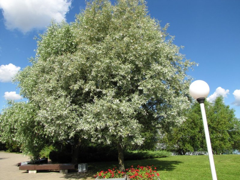 Ива белая (Salix Alba)