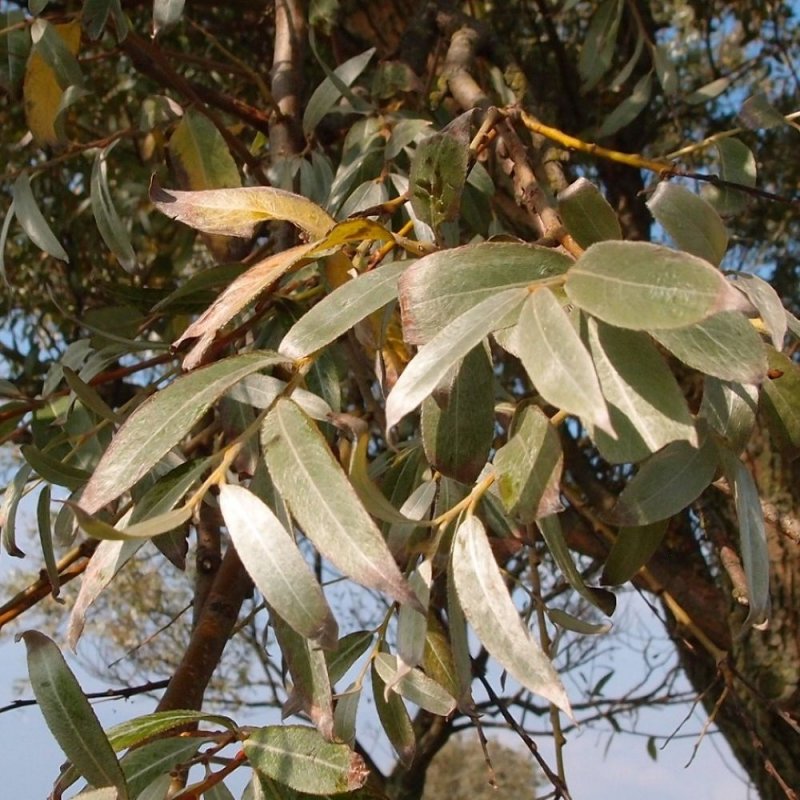 Ива белая — Salix Alba семена