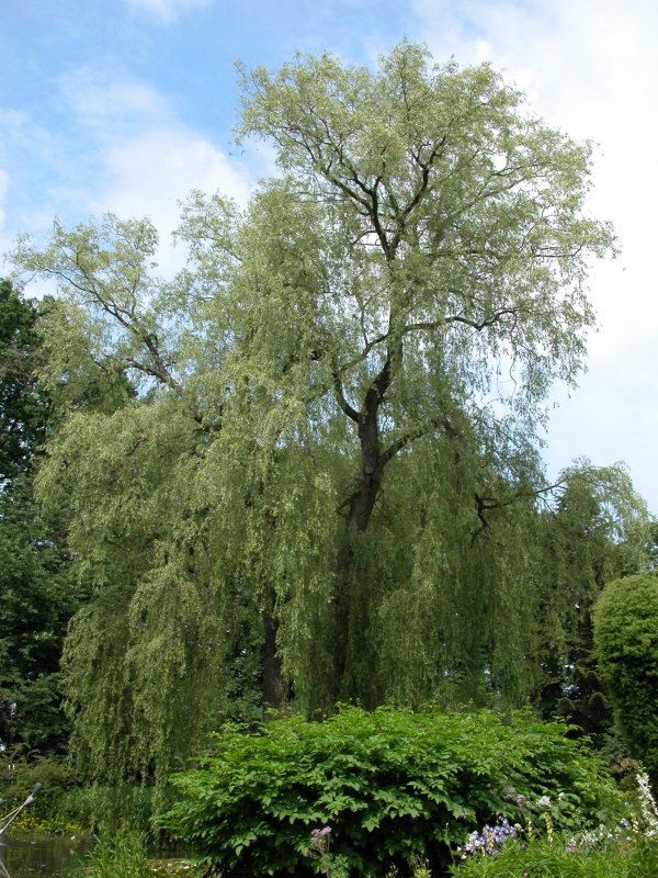 Ива белая vitellina pendula