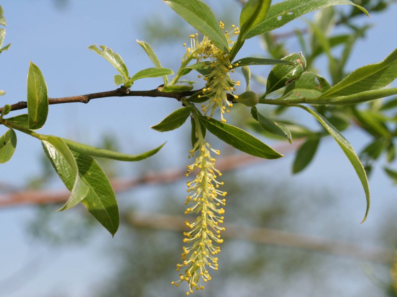 Ива белая (Salix Alba l.)