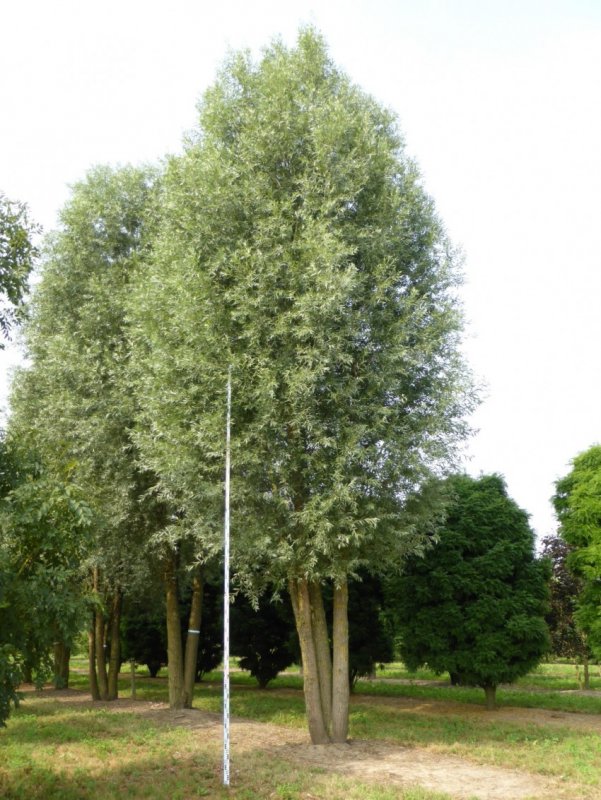 Ива белая (Salix Alba l.)