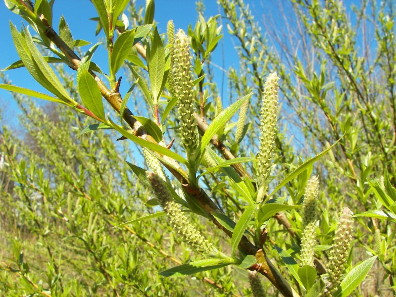 Salix Alba
