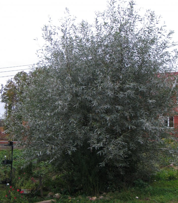 Salix Alba 'sericea'