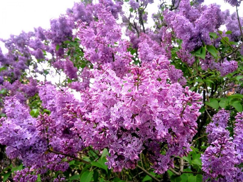 Персидская сирень куст