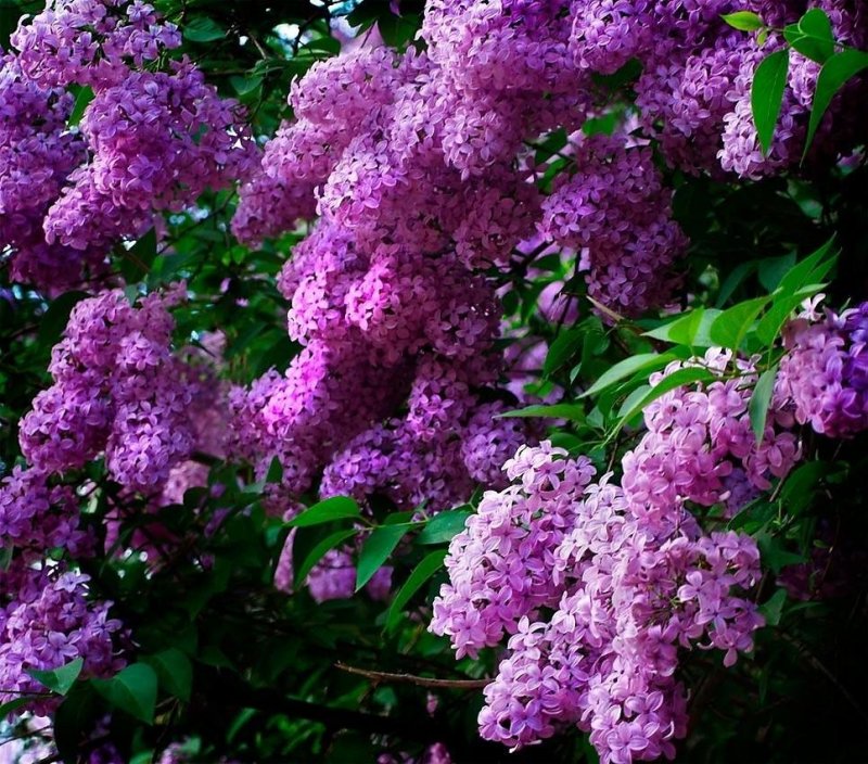 Персидская сирень цветы