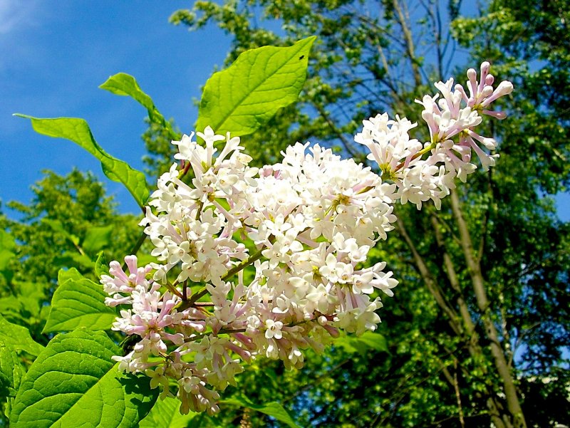Сирень широколистная