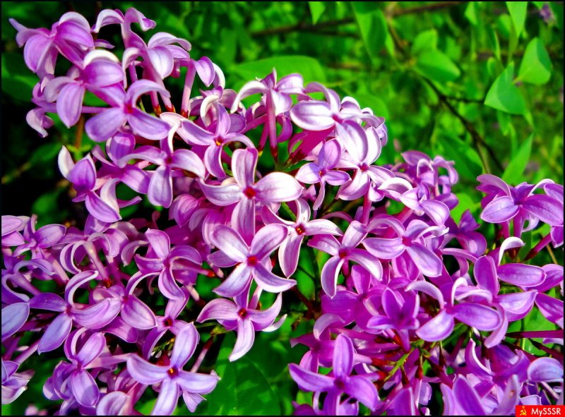 Syringa vulgaris Paul Deschanel