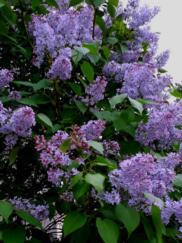 Syringa Purple Астра