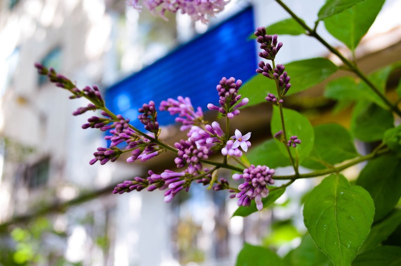 Персидская сирень Syringa persica Nibra