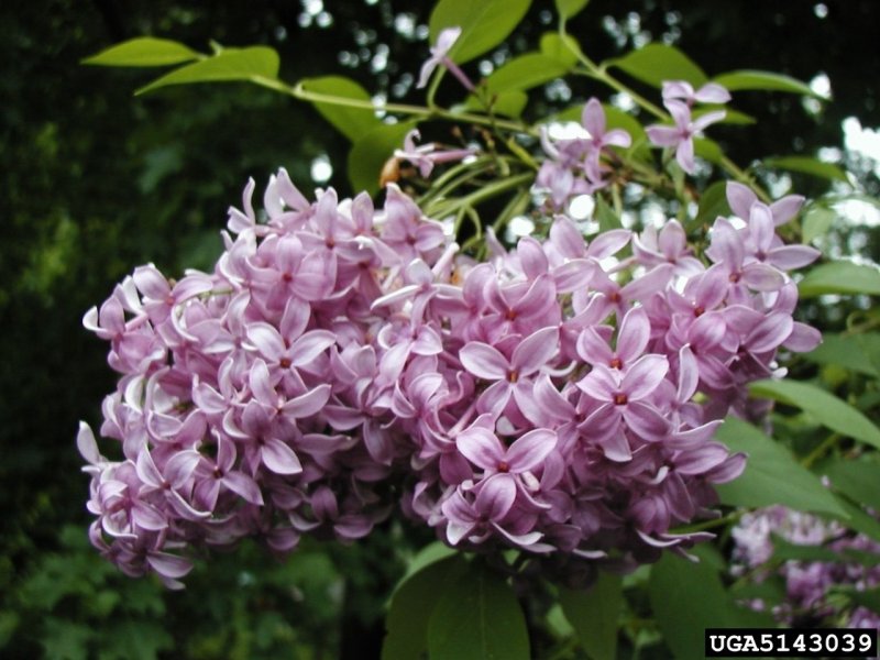 Syringa persica