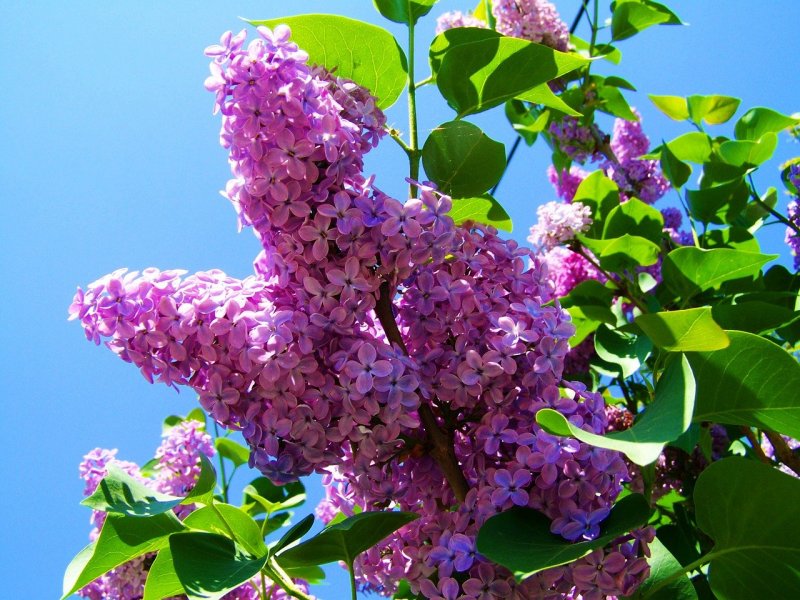 Сирень Персидская рассеченнолистная (Syringa persica laciniata)