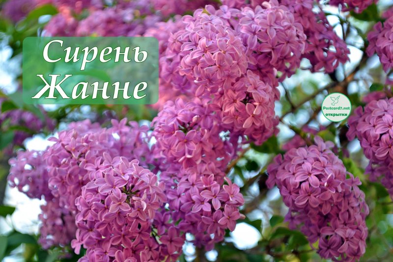 Сирень Мейера Тинкербелл