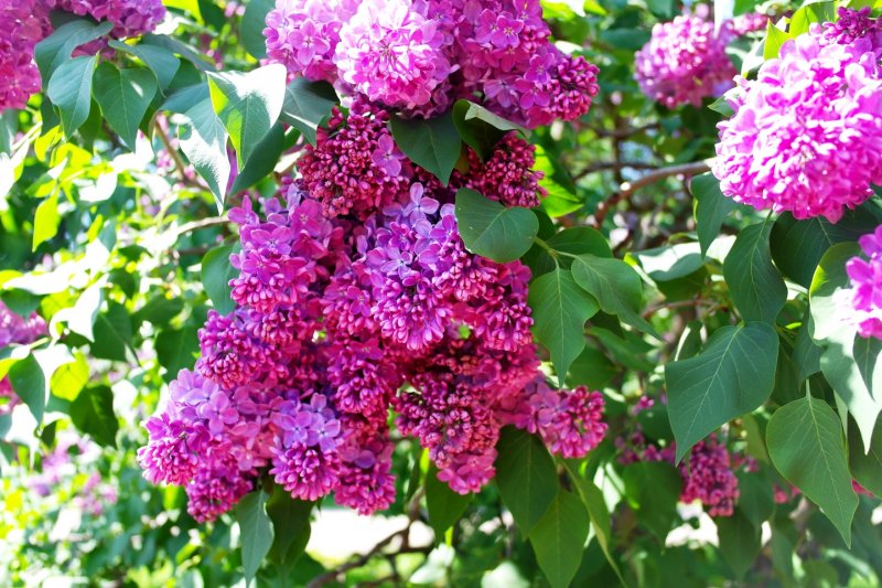 Сирень Звегинцова (Syringa