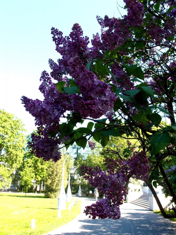 Сирень Джамбул