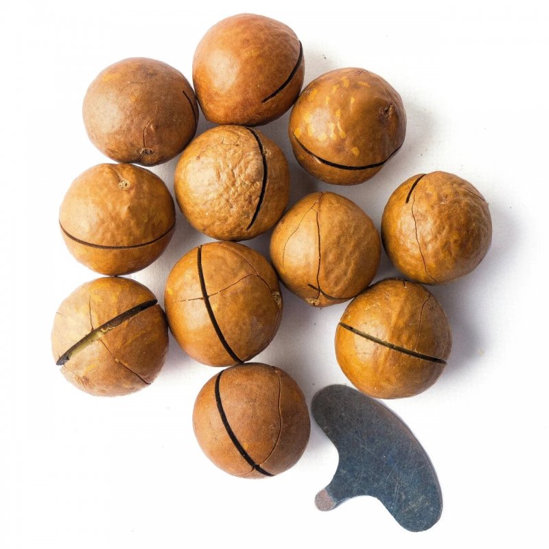 Macadamia Nuts