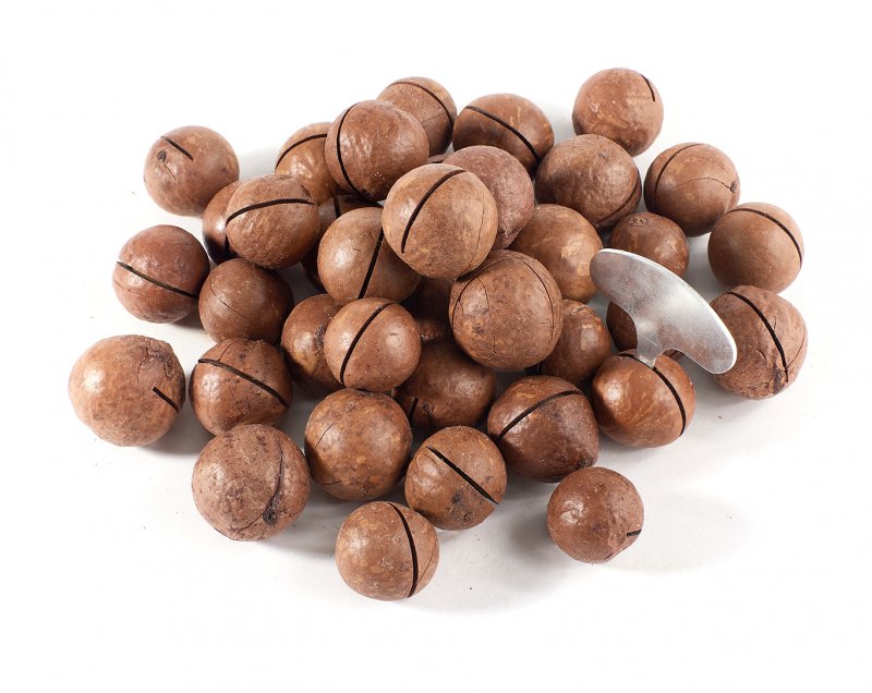 Macadamia tetraphylla
