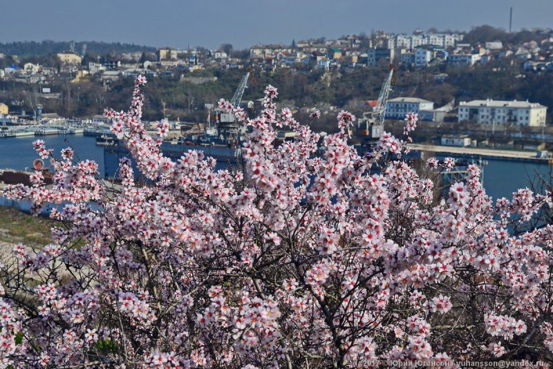 Севастополь цветет миндаль