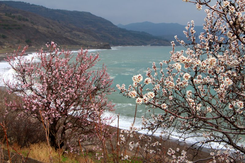 Миндаль цветет в Крыму