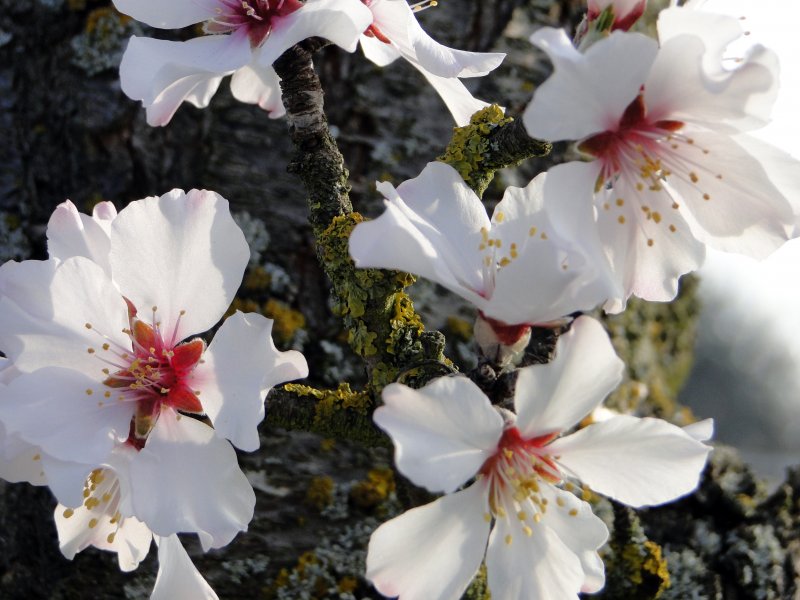 Almond Blossom