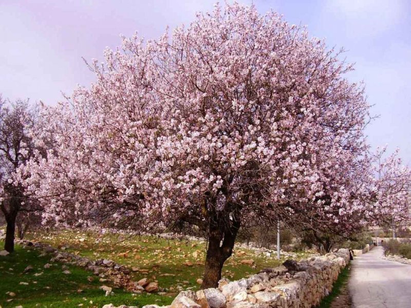 Прунус амигдалус