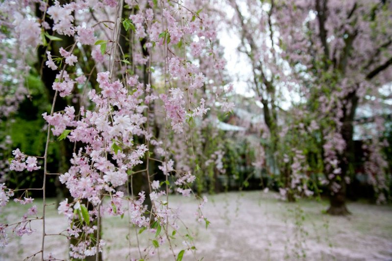 Сакура Shidare Yoshino