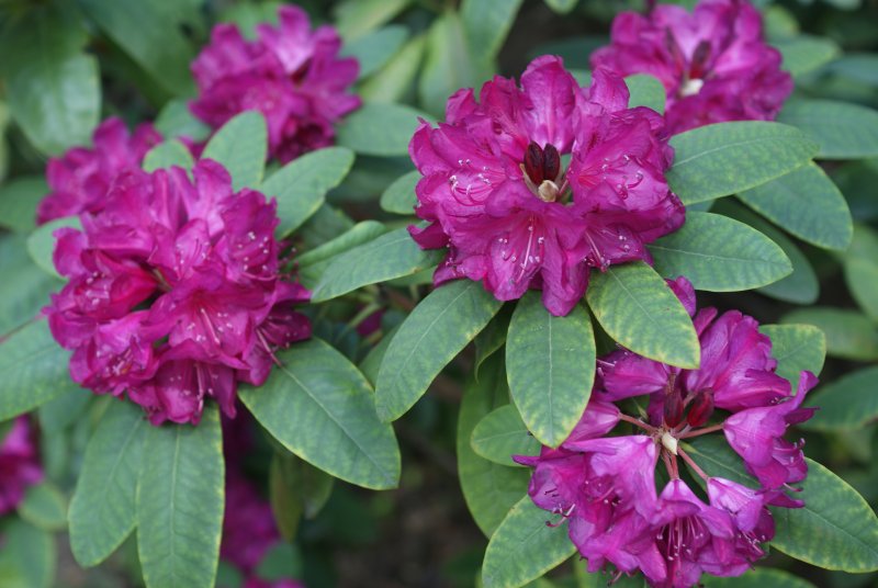 Рододендрон 'Graziella'
