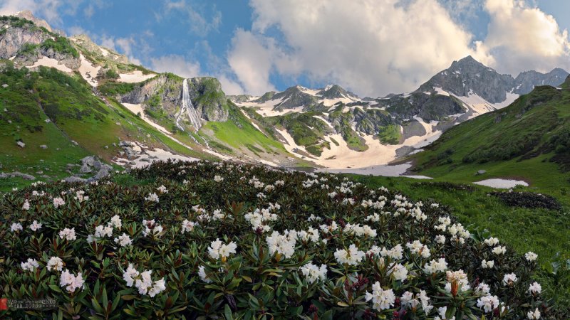 Рододендрон Архыз