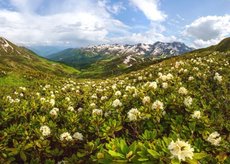 Красная Поляна Сочи горы рододендрон