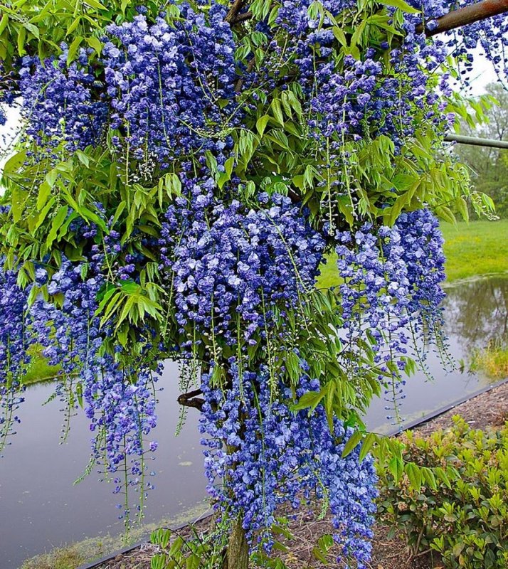 Глициния Wisteria floribunda