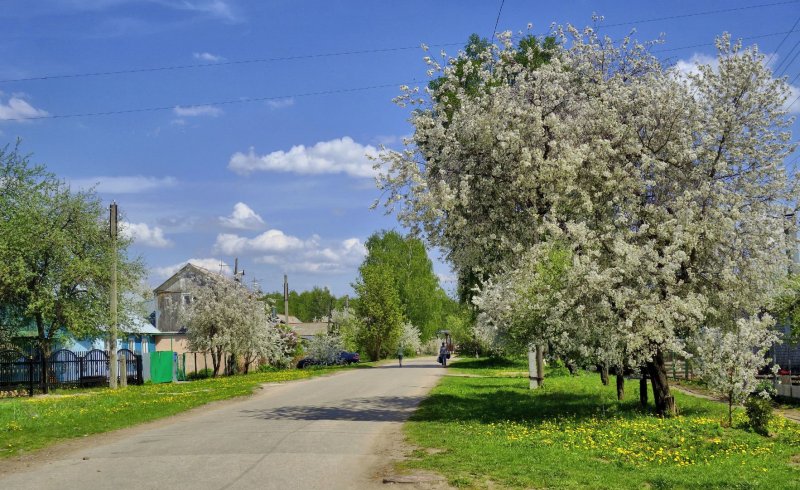 Цветущее село