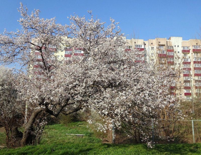 Краснодар цветение