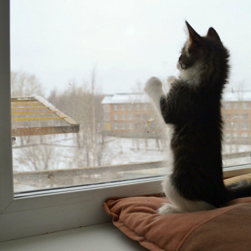 Кот ждет