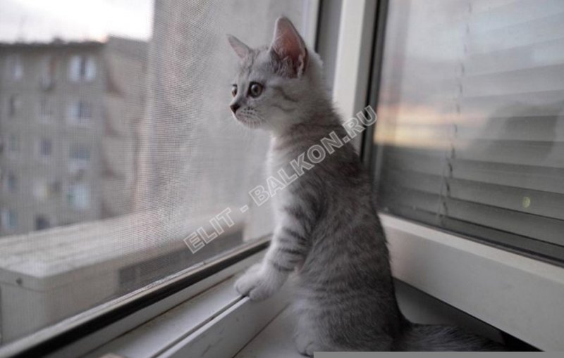 Котенок у окна