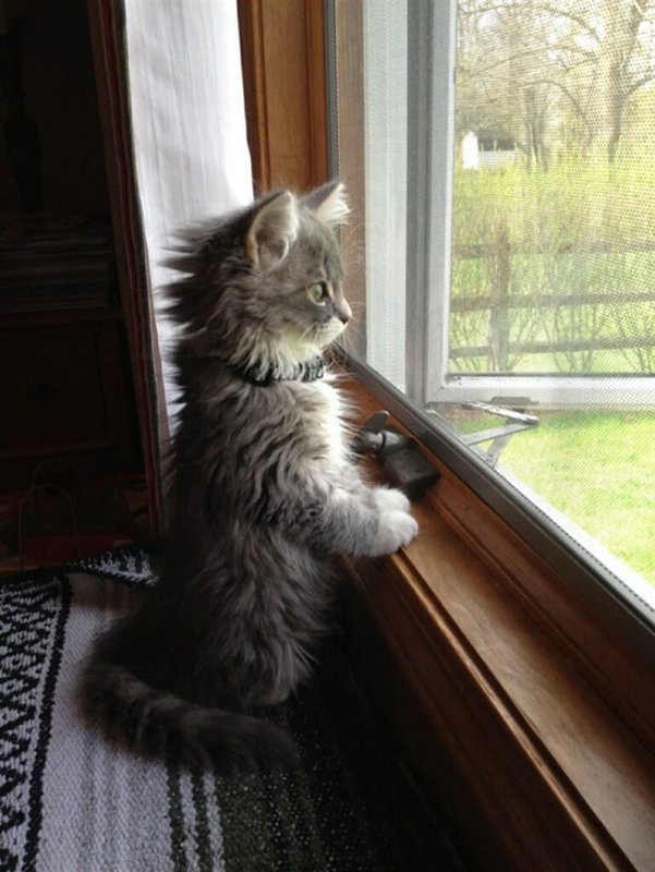 Кот ждет у окна