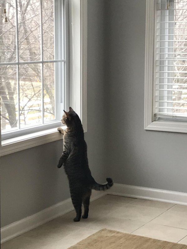 Кот ждет у окна