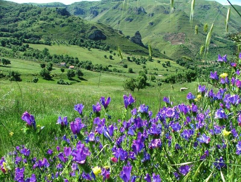 Кустарники Сицилии