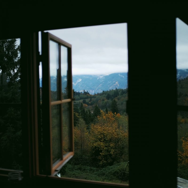 Окно в лес