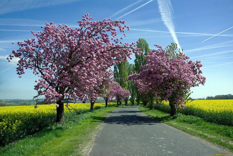 Весна природа