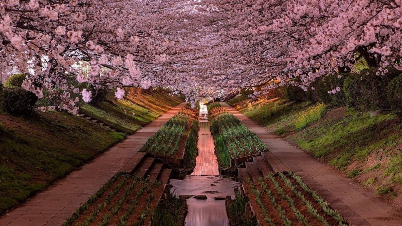 Cerezo