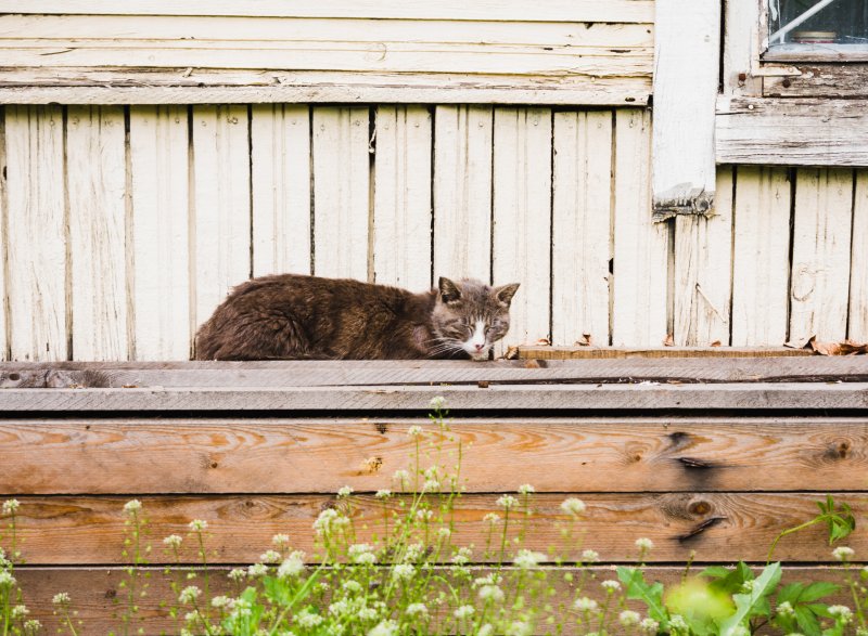 Кот на завалинке