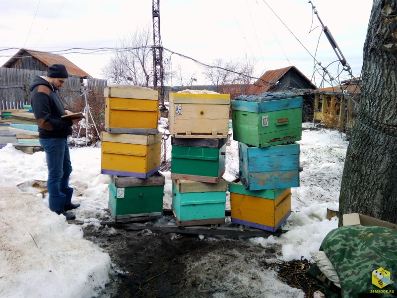 Пчеловодство в Сибири