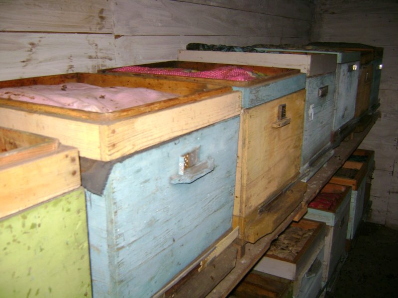 Ульи в зимовнике