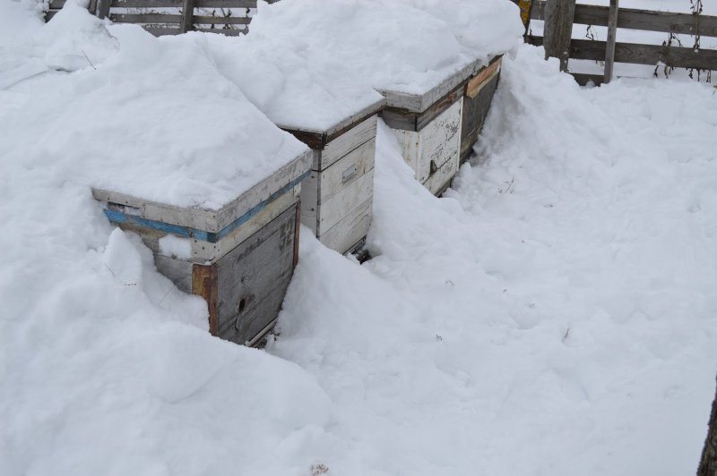 Зимовка пчел на улице