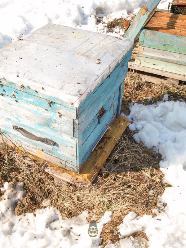 Пчелы шумят в омшанике