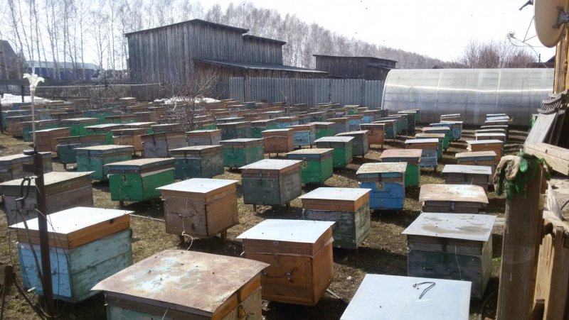 Омшайник промышленный
