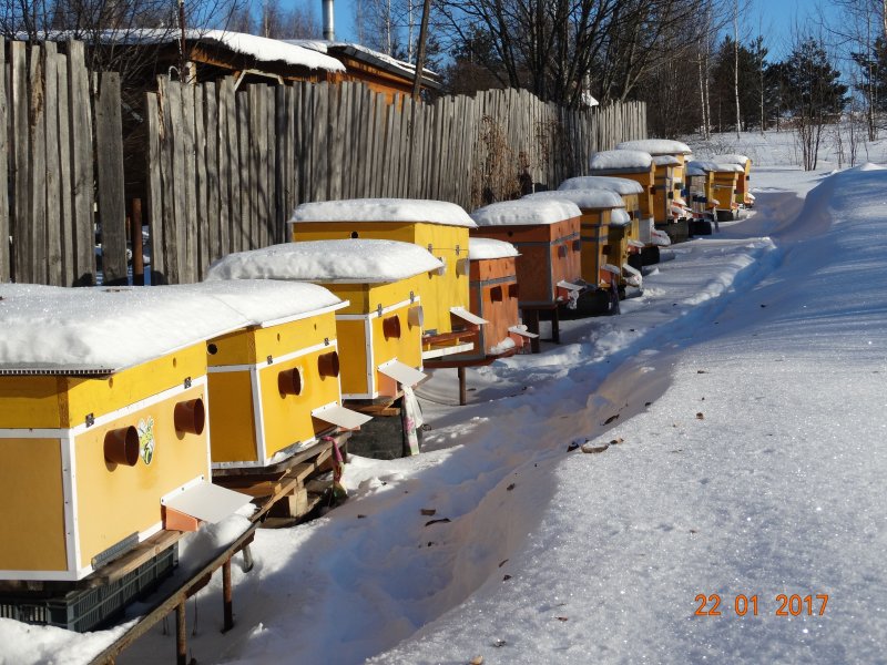 Улей зимой