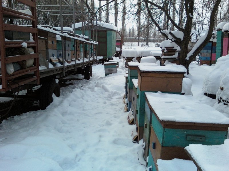 Улей зимой